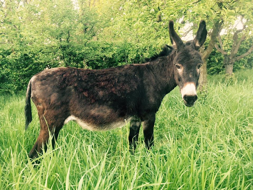 17799348_1707375562625472_7262510097101593679_n